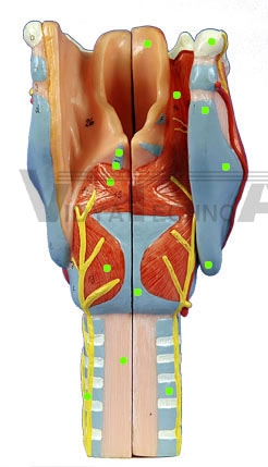 Larynx I - Posterior View